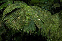 Palm leaves (Palmae) in the rainforest. Piedras Blancas National Park, Esquinas Rainforest Lodge, Costa Rica.