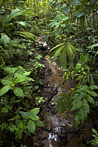 Rainforest stream lined with vegetation. Piedras Blancas National Park, Esquinas Rainforest Lodge, Costa Rica.