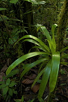 Bromeliad epiphyte growing in rainforest. Piedras Blancas National Park, Esquinas Rainforest Lodge, Costa Rica.
