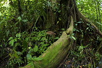 Rainforest tree with large buttress roots. Piedras Blancas National Park, Esquinas Rainforest Lodge, Costa Rica.