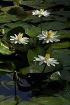 Flowering water lilies. Piedras Blancas National Park, Esquinas Rainforest Lodge, Costa Rica.
