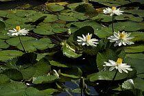 Flowering water lilies. Piedras Blancas National Park, Esquinas Rainforest Lodge, Costa Rica.