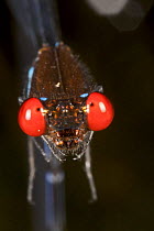 Close-up of a damselfly. Ciebo District of Braulio Carrillo National Park, Costa Rica.