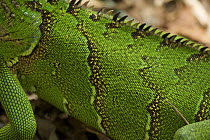 Close up of skin of Green / Common iguana (Iguana iguana). San Jose, Costa Rica.