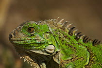 Green / Common iguana (Iguana iguana). San Jose, Costa Rica.