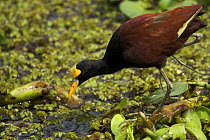 Northern jacana (Jacana spinosa) feeding, standing on aquatic vegetation. San Jose, Costa Rica.