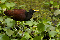 Northern jacana (Jacana spinosa) standing on aquatic vegetation. San Jose, Costa Rica.