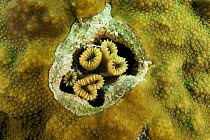 Corals growing within an opening in a massive coral. Andros Barrier Reef, Bahamas.