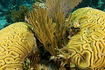 Soft coral with Brain corals. Andros Barrier Reef, Bahamas.