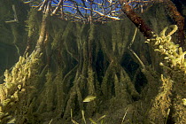 Underwater view of Red mangrove (Rhizophora sp.) roots with algae growing on roots with juvenile Snappers sheltering among roots. Stafford Creek, Andros Island, Bahamas.