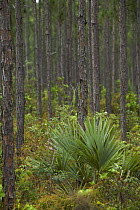 Caribbean pine (Pinus caribaea var. bahamensis) forest with Thatch palms (Thrinax radiata) on Andros Island, Central Andros National Park, Bahamas.