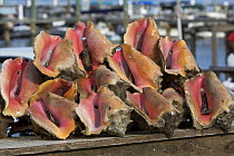 Queen conch (Strombus gigas) shells piled up for sale at Montague ramp, Nassau, Bahamas.