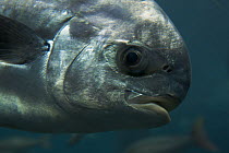 Permit (Trachinotus falcatus) fish, captive. Nassau, New Providence Island, Bahamas.