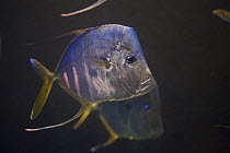 Lookdown fish (Selene vomer), captive. Nassau, New Providence Island, Bahamas.