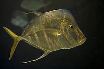 Lookdown fish (Selene vomer), captive. Nassau, New Providence Island, Bahamas.