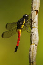 Dragonfly perched on a stem in the Karawari River vicinity, East Sepik Province, Papua New Guinea.