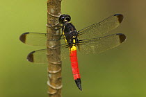 Dragonfly perched on a stem in the Karawari River vicinity, East Sepik Province, Papua New Guinea.