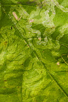 Traces in leaves left by larvae of leaf miner moths. Ohu Village, Madang Province, Papua New Guinea.