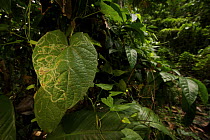 Leaf miner moth traces on a leaf in the forest near Ohu village, Madang Province, Papua New Guinea.