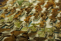 Detail of a box of moth specimens collected in the rainforest of Papua New Guinea. Madang, Madang Province, Papua New Guinea. 2005