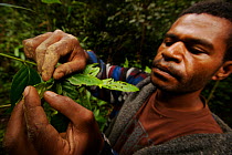 Researcher, Martin Mogia (co-PI on CRE grant), hunting for caterpillars in the rainforest. Mu Village vicinity, Chimbu Province, Papua New Guinea. 2005