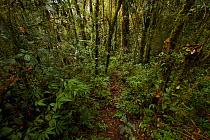 Rainforest at approx. 2100m elevation. Mu Village vicinity, Chimbu Province, Papua New Guinea.