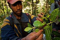 A researcher (local parataxonomist) examining a caterpillar in the rainforest. Mu Village vicinity, Chimbu Province, Papua New Guinea. 2005