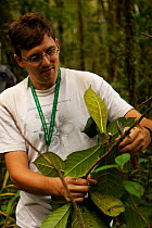 Botanist, George Weiblen, examining a (Ficus sp) plant in the rainforest. Mu Village vicinity, Chimbu Province, Papua New Guinea. 2005