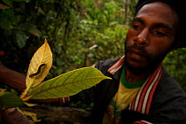 A researcher (local parataxonomist) hunting for caterpillars in the rainforest. Mu Village vicinity, Chimbu Province, Papua New Guinea. 2005