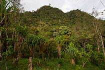 Forested mountain above Mu village, Chimbu Province, Papua New Guinea.