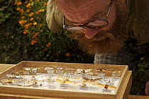Entomologist, Vojtech Novotny, examining moth specimens in the reference collection at the field laboratory at Mu Village, Chimbu Province, Papua New Guinea. 2005