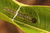 A leaf-rolling type caterpillar using its silk to roll a leaf for shelter. Mu Village vicinity, Chimbu Province, Papua New Guinea.