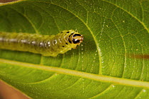 A leaf-rolling type caterpillar using its silk to roll a leaf for shelter. Mu Village vicinity, Chimbu Province, Papua New Guinea.