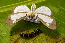 A pinned moth with a live caterpillar of the same species on its host plant leaf. Mu Village vicinity, Chimbu Province, Papua New Guinea.