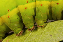 Close-up of feet of a large caterpillar. Mu Village vicinity, Chimbu Province, Papua New Guinea.