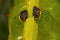 Close up of feet of a large caterpillar showing claws. Mu Village vicinity, Chimbu Province, Papua New Guinea.