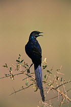 Long-tailed Glossy starling (Lamprotornis caudatus) calling, Africa.