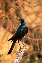 Long-tailed Glossy starling (Lamprotornis caudatus) calling, Africa