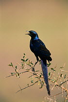 Long-tailed glossy starling (Lamprotornis caudatus) calling, Africa
