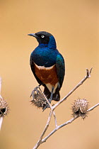 Superb starling (Lamprotornis superbus) perched, Africa