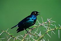Superb starling (Lamprotornis superbus) perched in Acacia tree, calling, Africa.