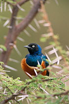 Superb starling (Lamprotornis superbus) perched in Acacia tree, Africa.