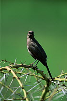 Ashy starling (Cosomopsarsus unicolor) calling, perched in Acacia tree, Africa