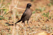 Ashy starling (Cosomopsarsus unicolor) calling, perched on the ground, Africa