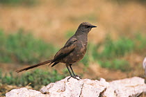 Ashy starling (Cosomopsarsus unicolor) perched on rock, Africa