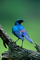 Burchell's glossy starling (Lamprotornis australis) perched, Africa