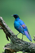 Burchell's glossy starling (Lamprotornis australis) perched, Africa