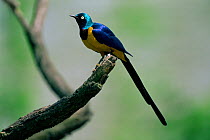 Golden-breasted / Royal Starling (Lamprotornis regius) perched on branch, Africa