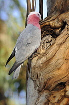 Rose-Breasted / Gulah cockatoo (Eolophus roseicapilla) at nest, Victoria, Australia.