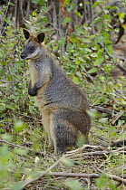 Swamp wallaby (Wallabia bicolor), Victoria, Australia.